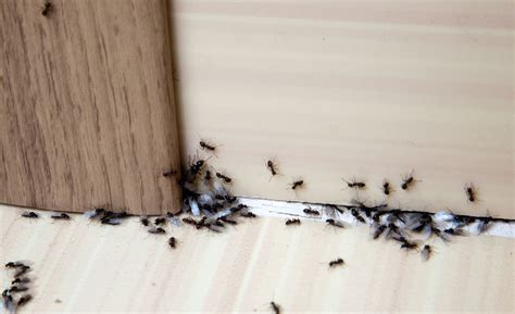 房間裡有螞蟻 施者受者俱獲五常